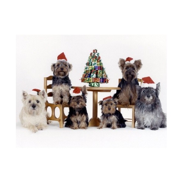 Pet Star Christmas Cards - Cairn Terrier & Yorshire Terrier Family