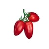 San Marzano Heirloom Tomato Seeds 10 Seeds Open-Pollinated