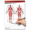 Blue Tree Publishing Anatomy Sticky Note Tabs with Muscle tablet