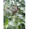 Cascabel Rattle Chili Pepper Chile plant organic last 3 pics