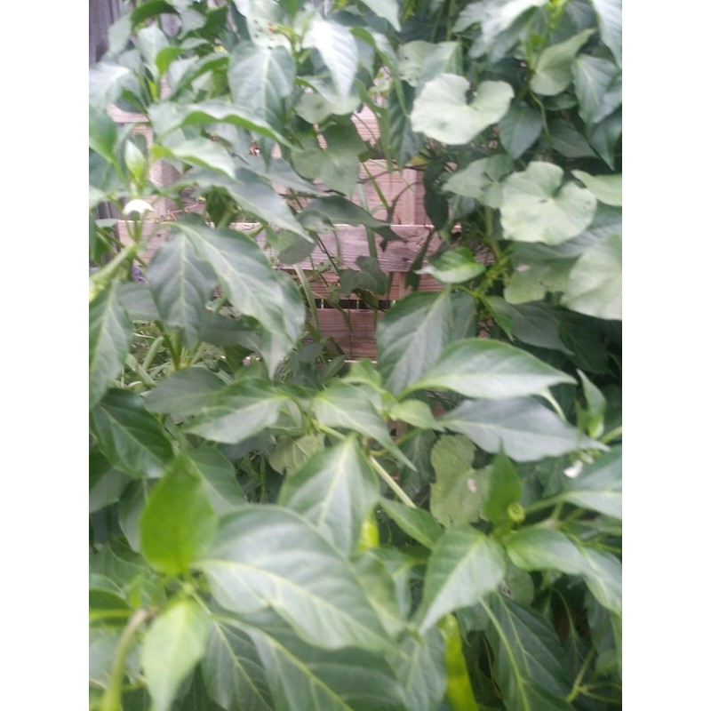 Cascabel Rattle Chili Pepper Chile plant organic last 3 pics