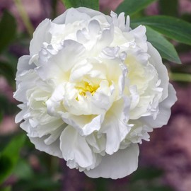Peony Roots - Duchesse De Nemours - 1 Root - White Flower Bulbs, Root Attracts Bees, Attracts Butterflies, Attracts Pollinators, Easy to Grow & Maintain, Fragrant, Container Garden