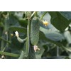 Seeds Rare Cucumber Titus F1 Early Pickling Vegetable for Planting