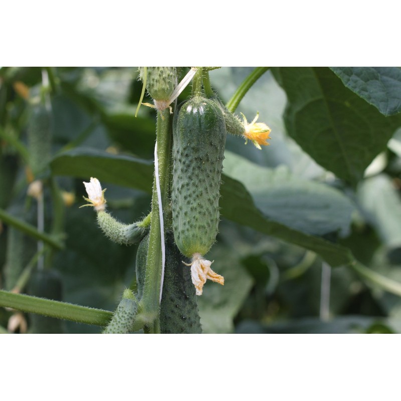 Seeds Rare Cucumber Titus F1 Early Pickling Vegetable for Planting