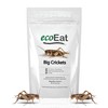 ecoEat Edible Insects Big Black Crickets to Eat – Edible