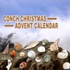 Christmas Countdown Advent Calendar 24 Pcs Shell Toys 2022 Conch