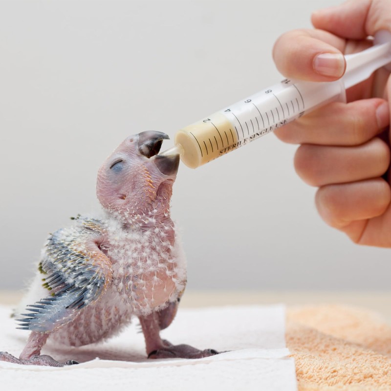 2 Syringe Young Birds Feeding Syringe, Hand Feeding Tool, with