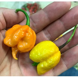 Orange Carolina Reaper HP22B Pepper Premium Seed Packet Record Hottest in The World + More