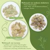Royal Hojari Frankincense Green from Oman - Boswellia Sacra -