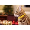 3 Pack Leather Cat Collars with Bells Soft Pet Safety
