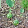 Buffalo Gourd Seeds (Cucurbita foetidissima) Packet of 10 Seeds