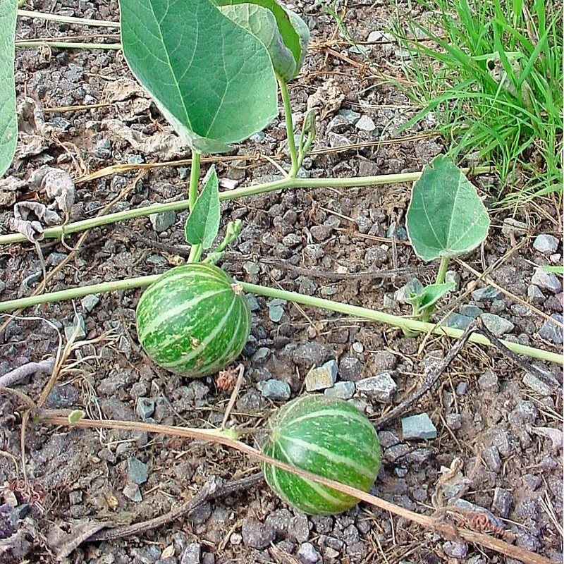 Buffalo Gourd Seeds (Cucurbita foetidissima) Packet of 10 Seeds