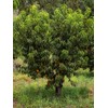 Early Grande Peach Tree, Southern Variety, Great for Mild Winters,