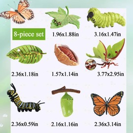 JISRKP 8pcs Caterpillar to Butterfly Kit, grow butterfly kit, Butterfly Kit, Butterfly Growth Cycle Biological Model, Preschool Learning Teaching Toy, for Kids Teaching Tools Educational Toys