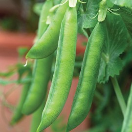 Viridis Hortus - 400 x (79.2g's Approx.) Pea Hurst Greenshaft Maincrop Vegetable Seeds