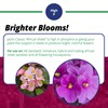 Jack's Classic 12-36-14 African Violet Water-Soluble Fertilizer with Micronutrients for