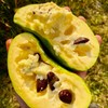 3 Pcs Paw Paw Tree Seeds for Planting Outdoors-Edible Pawpaw