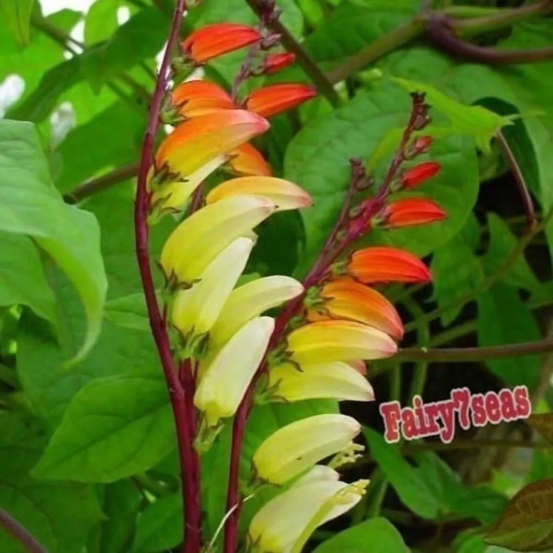 Fairy7Seas Firecracker Vine Seeds- Mina Fire Vine, Spanish Flag Vine,
