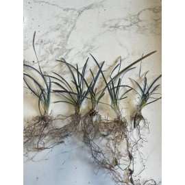 Daylily Nursery 20 Black Mondo Decorative Grass Plants Bareroot