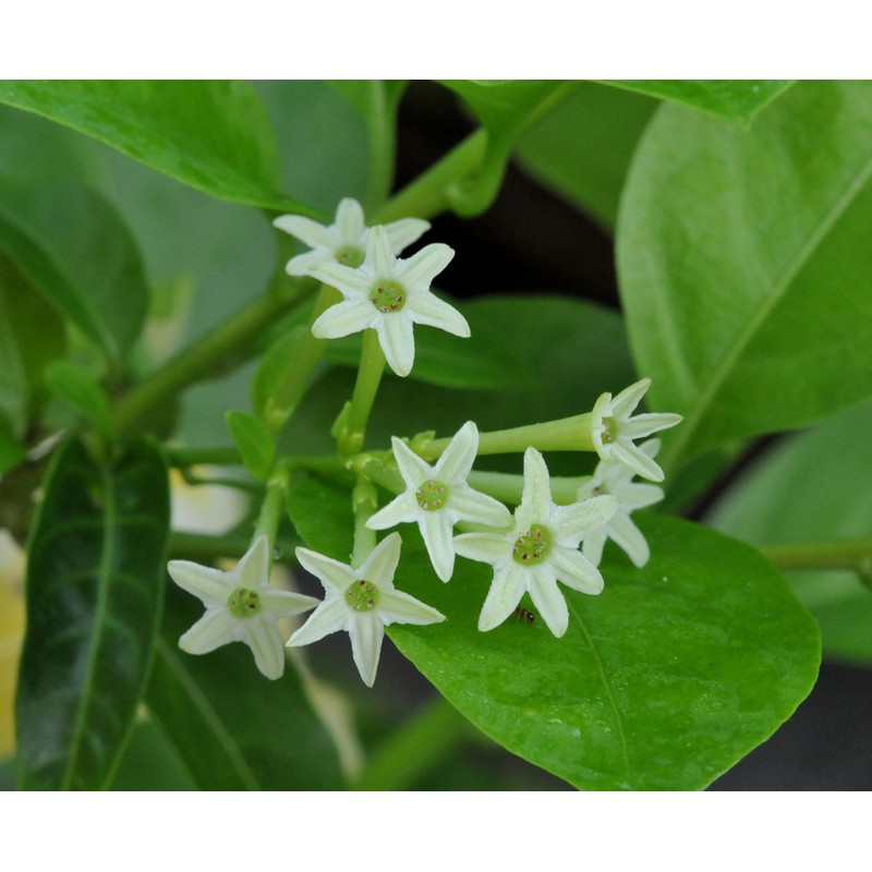 Night Blooming Jasmine - 30 Live Plants - Jessamine Cestrum