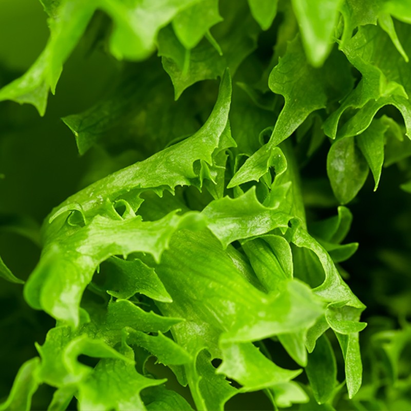 Prebiotics beneficial intestinal bacteria lactic acid bacteria food fructooligosaccharide powder