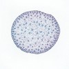 Corn Stem Prepared Microscope Slide, Cross Section