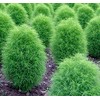 Fukkaen Seedlings 212014 Cocia Scopalia Seeds (For Landscape) 3.4 fl