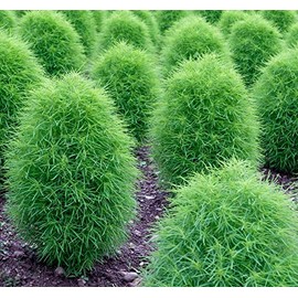 Fukkaen Seedlings 212014 Cocia Scopalia Seeds (For Landscape) 3.4 fl oz (100 ml)