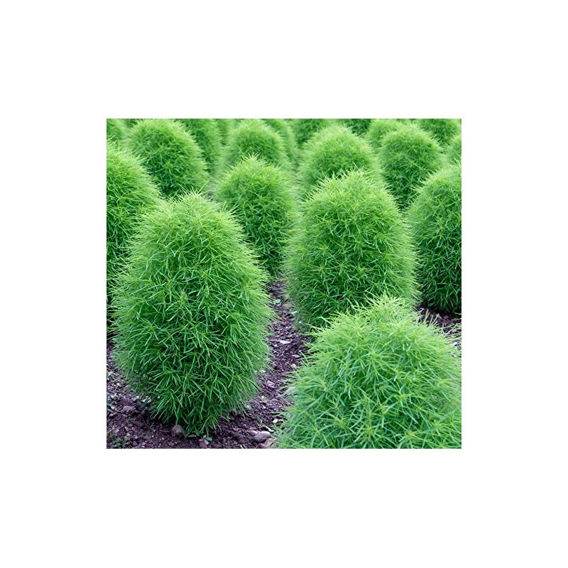 Fukkaen Seedlings 212014 Cocia Scopalia Seeds (For Landscape) 3.4 fl