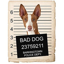 Ibizan Hound Dog Mugshot Bad Dog Car Bumper Magnet, Magnetic for Refrigerator, Decorative Fridge, Office, Whiteboard, Kitchen, Locker Waterproof Decor, Family & Friends, 4x7 in