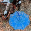 Jaula de Red de Pesca Cuadrada Plegable Azul para Camarones