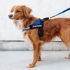 EzyDog Express Dog Harness - Adjustable Dog Harness for Large,