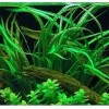 Cryptocoryne Crypt Balansae Large