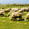 BEIYI 25 Pcs Yellow Rod Post Insulator, Electric Fence Insulators