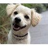 Beach Essintals Designer Dog Collar - Luxury Nautical Pet Necklace