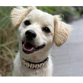 Seashell Dog Collar Pet Necklace Designer Dog Collar Luxury Dog neckclace Fun Dog Stuff Beach essintals for Dogs Nautical Dog Designer Dog Collar Pet Jewlery Unique Dog Collar Costal Dog Collars