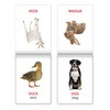 Russian English First Words Flash Cards, 8 pcs - Learn