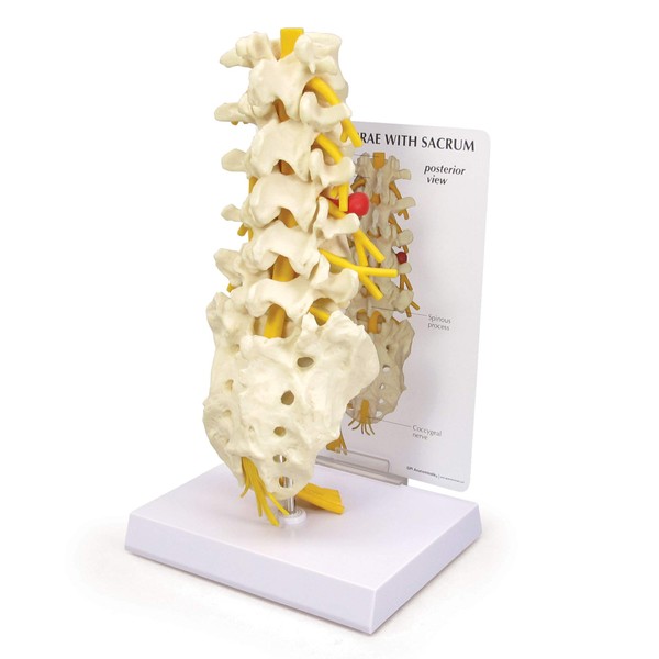GPI Anatomicals - 5-Piece Vertebrae Model with Sacrum, Spine Model for Human Anatomy and Physiology Education, Anatomy Model for Doctor's Offices and Classrooms, Medical Study Supplies