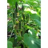 RAISE ME UP: Seeds Self-Pollinated Cucumber Firm Secret F1 for