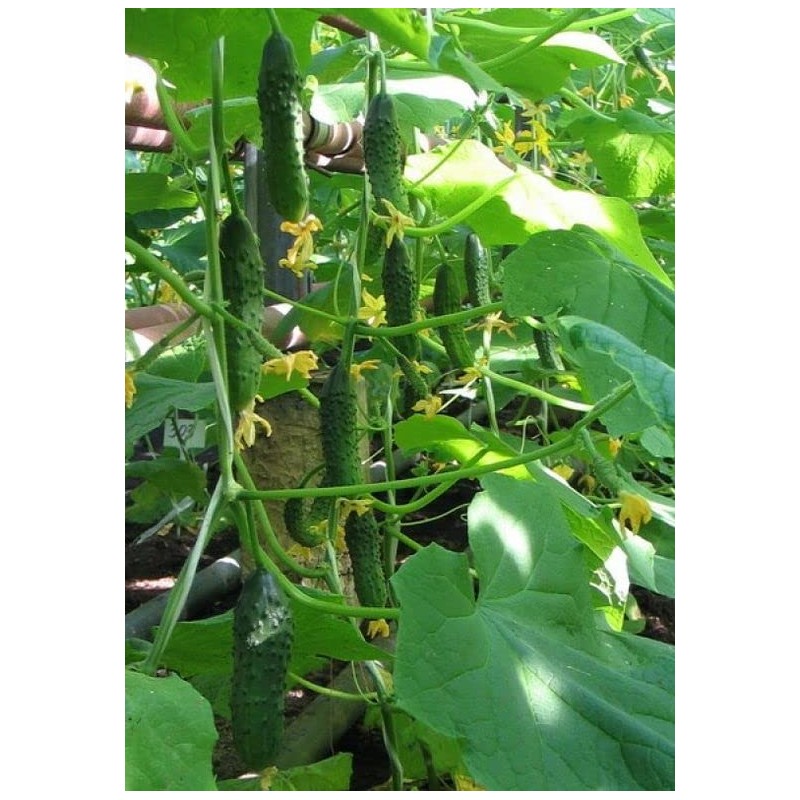 RAISE ME UP: Seeds Self-Pollinated Cucumber Firm Secret F1 for