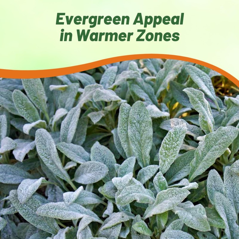 Outsidepride Stachys Byzantina Lamb's Ear Seeds - 1000 Pcs Perennial