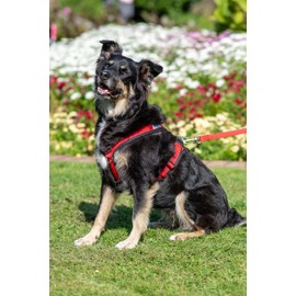 Gencon Airmesh Harness Medium Blue