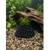 Shrimp Cave 2-Pack, Volcano-Style Shrimp Hides