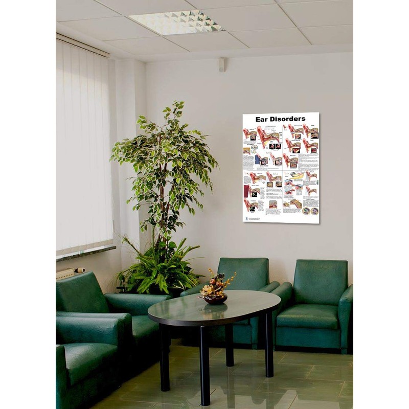 Blue Tree Publishing Ear Disorders Poster 24x36inch, Otitis and Other
