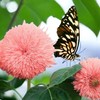 50pcs Pink Pooh Sunflower Seeds - Unique Pink Blooms, Non-GMO,