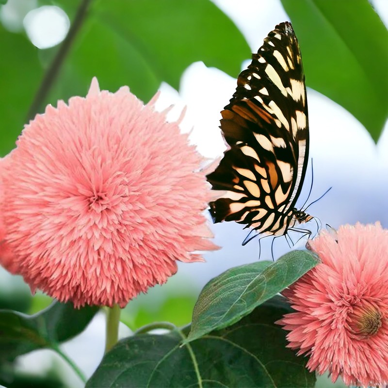 50pcs Pink Pooh Sunflower Seeds - Unique Pink Blooms, Non-GMO,
