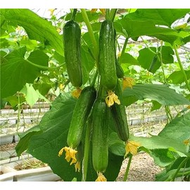 Garden Plant Seeds Fruit Tree Seeds 50+ Fruit Cucumber Seeds Burpless Hybrid Persian Mini Cucumber