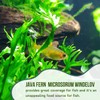 Mainam Java Fern Microsorum Windelov Tropical Freshwater Live Aquarium Plant
