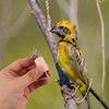EXQUIMEUBLE 1 Juego Hand Twisted Bird Call Whistle For Practical