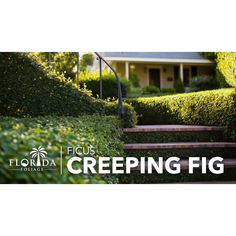 Creeping Fig Vine | 30 Live Plants | Ficus Pumila